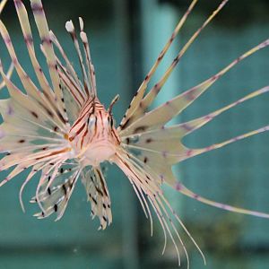 Lion fish ID
