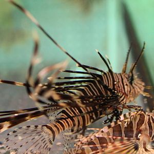 2 Lion fish ID's