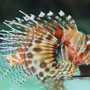 Lion fish ID