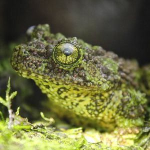 Feb. 2016 - Frog Bog - Vietnamese Mossy Frog