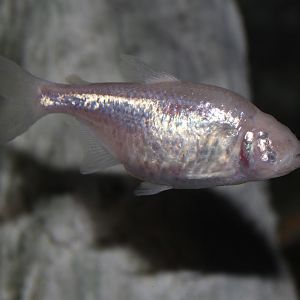 Feb. 2016 - World Rivers - Blind Cave Fish