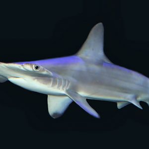 Feb. 2016 - Surrounded by Sharks - Yellow - Hammerhead