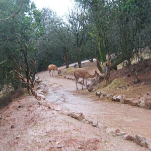 Walk through enclosure