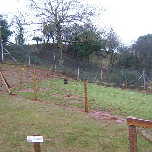 Swamp Wallaby in Spectacled Bear enclosure