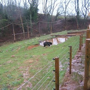 View of Spectacled Bear enclosure