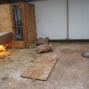 Sulcatta Tortoise in winter housing