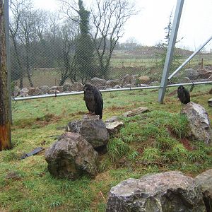Andean Condor and American Black Vulture