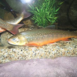 Arctic Charr