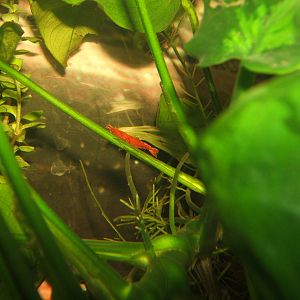 Cherry Shrimp (Neocaridina davidi)