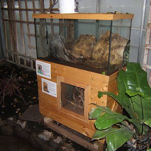 New tarantula and Whip Scorpion exhibit