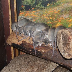 Egyptian Spiny Mouse