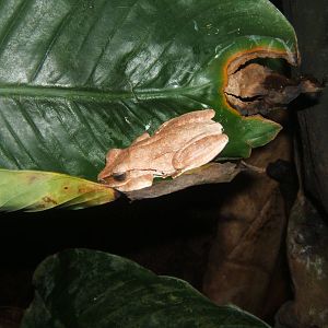 Bubble-nesting frog
