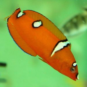 Red coris wrasse