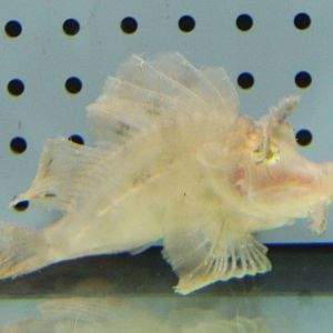 Rhinopias scorpionfish