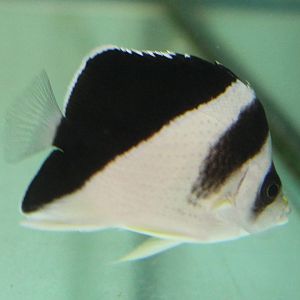Chaetodon burgessi