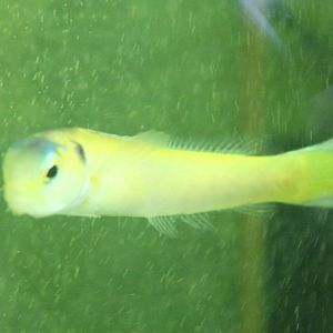 Yellow tilefish