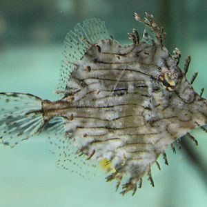 Prickly leather-jacket