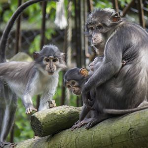 White-naped mangabey family