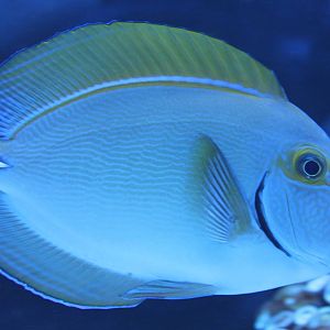 Acanthurus dussumieri