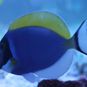 Acanthurus leucosternon