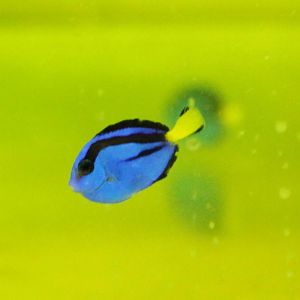 Paracanthurus hepatus