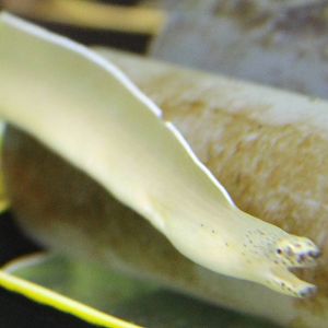 Pseudechidna brummeri