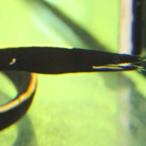 Rhinomuraena guaesita