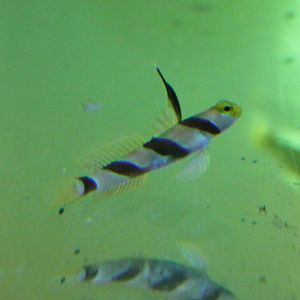 Stonogobiops nematodes