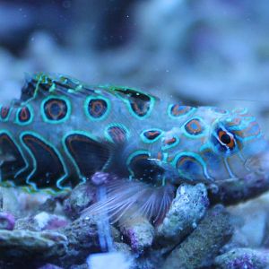 Synchiropus picturatus