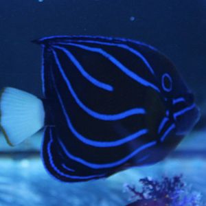 Pomacanthus annularis