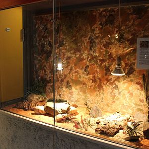 Enclosure Milk snake