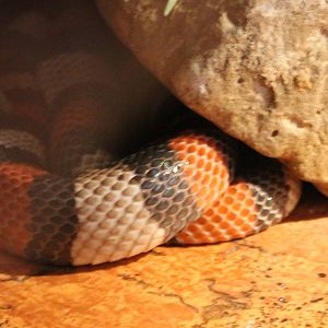 Milk snake - at least part of it...