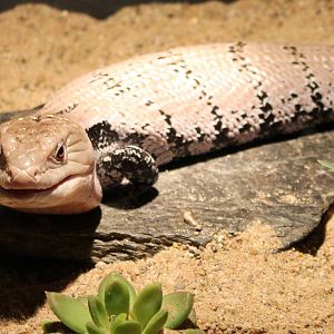 Giant blue-tongued skink