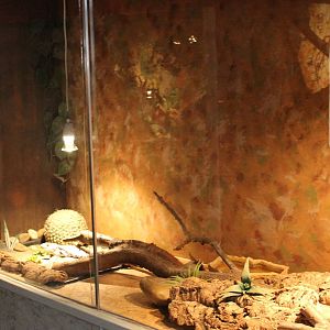 Enclosure Giant blue-tongued skink