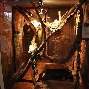 Enclosure Common monkey skink