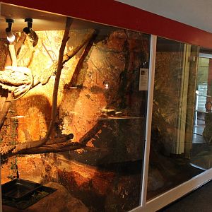 Enclosure Common monkey skink