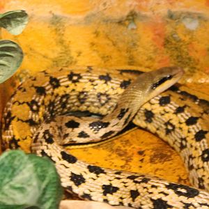 Taiwanese beauty snake