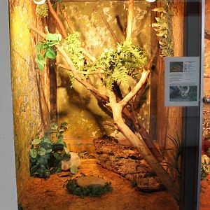 Enclosure Taiwanese beauty snake