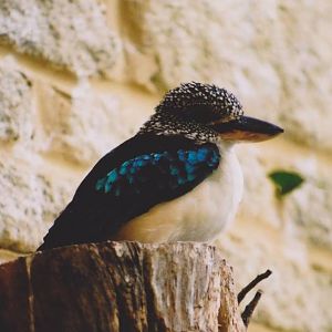 Spangled Kookaburra (Dacelo tyro) - last held at Birdworld in 2003