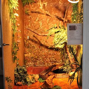 Enclosure Haitian boa