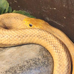 Yellow ratsnake