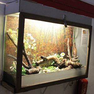 Enclosure Giant African landsnail