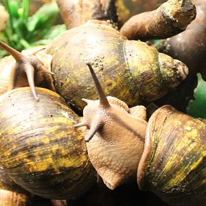 Giant African landsnail