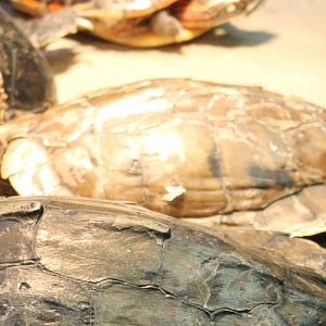 Graptemys pseudographica