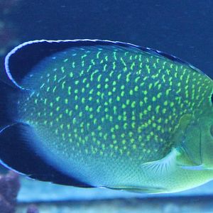 Apolemichthys xanthopunctatus