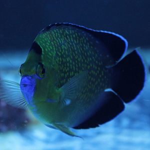 Apolemichthys xanthopunctatus