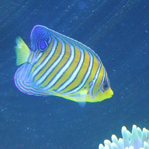 Regal Angelfish (Pygoplites diacanthus)