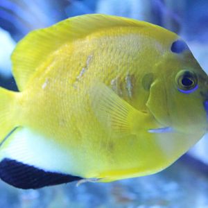 Apolemichthys trimaculatus