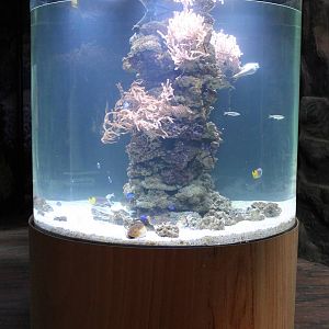 Tropical salt-water aquarium