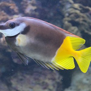 Bicolor Foxface (Siganus uspi)